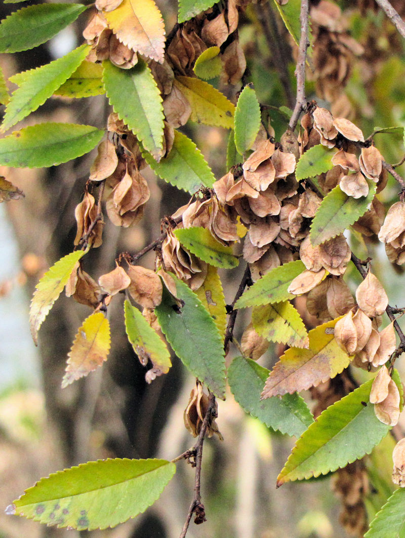 �A�L�j�� ���p�E�t�p�@���썶�݁@�����͐�~�����@2018/12/16�@Photo by Kohyuh