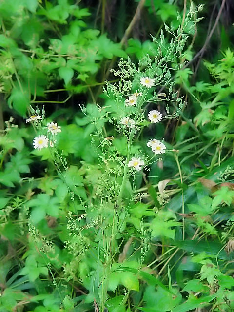 A アキノノゲシ 木津川市 浄瑠璃寺近郊 Photo by Kohyuh 2004/09/19 A アキノノゲシ 木津川市 浄瑠璃寺近郊 Photo by Kohyuh 2004/09/19