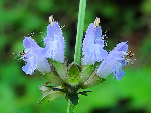 �A �A�L�m�^�����\�E �i�Ԏp�j �@�@���s�{��蒬�@�����C�R�@2007/10/16�@Photo by Kohyuh