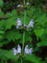 《アキノタムラソウ》 写真はクリックで拡大する