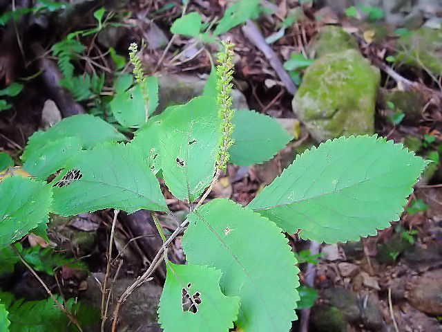 �B �A�L�m�^�����\�E �i�����p�j �@�@���ꌧ�@�i�����ߍx�@2004/11/07�@Photo by Kohyuh