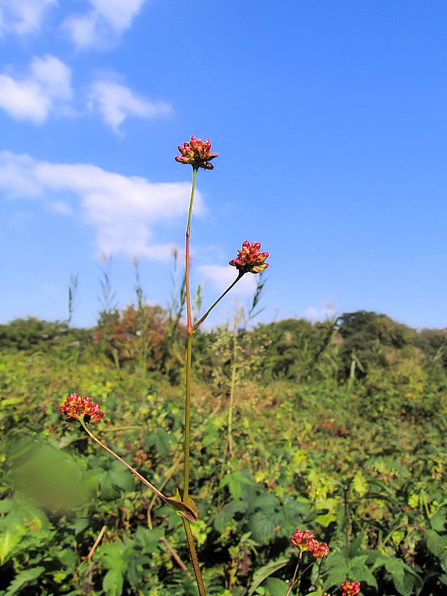 �A�L�m�E�i�M�c�J�~�@�i�U��-1�j�@�w����@�����s�@2016/11/12�@Photo by Kohyuh