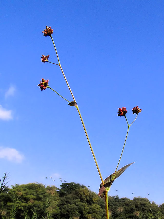 �A�L�m�E�i�M�c�J�~�@�i�U��-4�j�@�w����@�����s�@2016/11/12�@Photo by Kohyuh