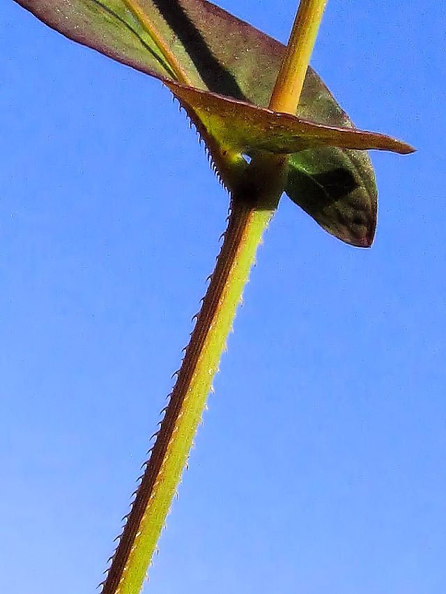 �A�L�m�E�i�M�c�J�~�@�i�U��-6�j�@�w����@�����s�@2016/11/12�@Photo by Kohyuh