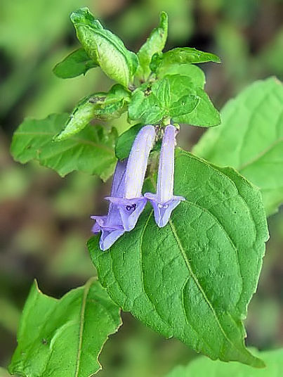 �@ �A�L�`���E�W �i�Ԏp�j �@�@���ꌧ�@�i�����_���ߍx