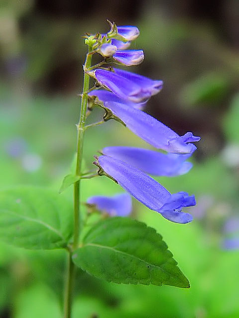 �A �A�L�`���E�W �i�Ԏp�j �@�@���s�{��蒬�@�����C�R