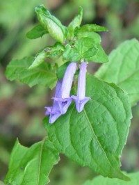 《アキチョウジ》 写真はクリックで拡大する