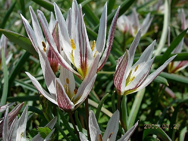 @ アマナ 開花 木津川右岸 2005/03/21 Photo by hine @ アマナ 開花 木津川右岸 2005/03/21 Photo by hine