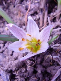 �s�A�}�i�t�@�N���b�N�Ŋg�傷��