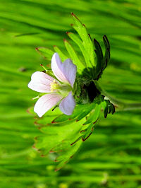 《アメリカフウロ》　写真はクリックでか拡大する