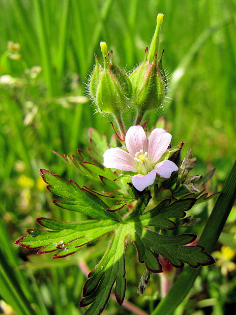 A アメリカフウロ (花姿) 淀川河川敷公園 枚方市 2011/05/09 Photo by Kohyuh A アメリカフウロ (花姿) 淀川河川敷公園 枚方市 2011/05/09 Photo by Kohyuh