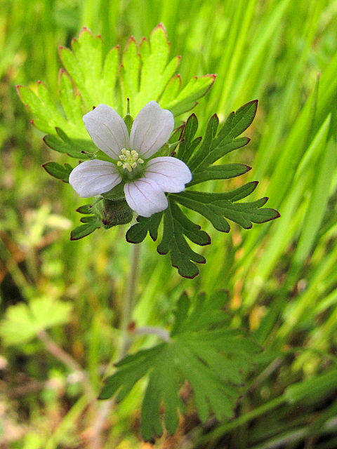 A アメリカフウロ (花姿) 淀川河川敷公園 枚方市 2011/05/09 Photo by Kohyuh B アメリカフウロ (花姿) 淀川河川敷公園 枚方市 2011/05/09 Photo by Kohyuh