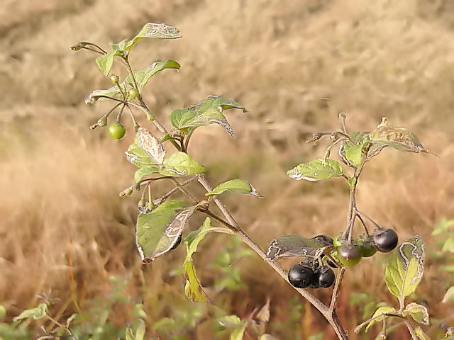 アメリカイヌホオズキ 実姿 八幡市 内里 2018/11/30 Photo by Kohyuh アメリカイヌホオズキ 実姿 八幡市 内里 2018/11/30 Photo by Kohyuh