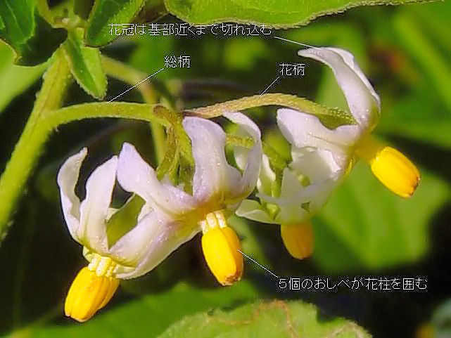 A アメリカイヌホオズキ 花姿 八幡市 内里 2007/10/12 Photo by Kohyuh A アメリカイヌホオズキ 花姿 八幡市 内里 2007/10/12 Photo by Kohyuh
