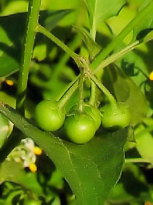 B アメリカイヌホオズキ 実姿 (未熟) 八幡市 内里 2007/10/12 Photo by Kohyuh B アメリカイヌホオズキ 実姿 (未熟) 八幡市 内里 2007/10/12 Photo by Kohyuh