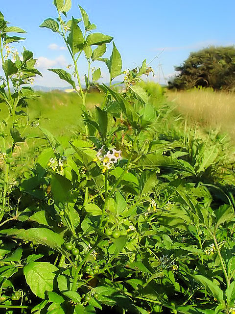 D アメリカイヌホオズキ 立ち姿 八幡市 内里 2007/10/12 Photo by Kohyuh D アメリカイヌホオズキ 立ち姿 八幡市 内里 2007/10/12 Photo by Kohyuh