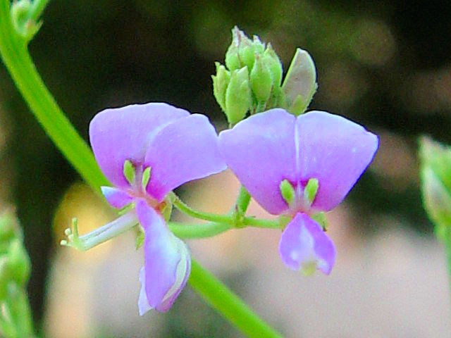 @ アレチヌスビトハギ (草姿) 八幡市 男山 2007/08/28 Photo by Kohyuh @ アレチヌスビトハギ (草姿) 八幡市 男山 2007/08/28 Photo by Kohyuh