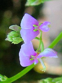 《アレチヌスビトハギ》 写真はクリックで拡大する