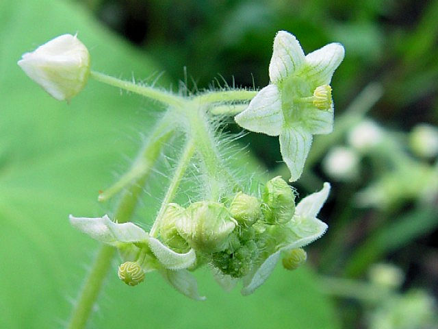 �@ �A���`�E�� �i�Y�ԁj�@�@�����s�@�w����@2007/09/01�@Photo by Kohyuh