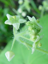 《アレチウリ》　写真はクリックで拡大する