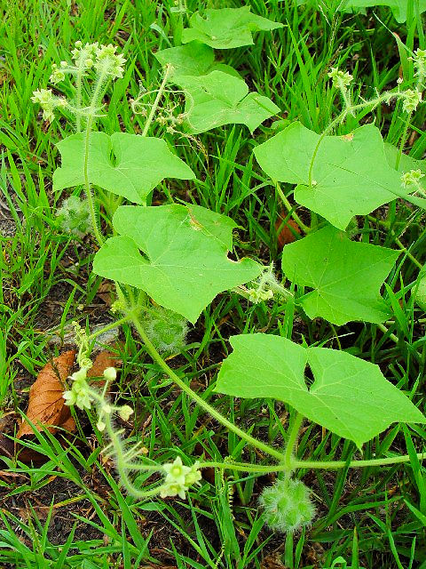 �B �A���`�E�� �i���p�j�@�����s�@�w����@2004/09/16�@Photo by Kohyuh