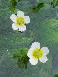 �s�o�C�J���t�@�N���b�N�Ŋg�傷��