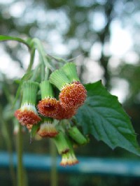 《ベニバナボロギク》 写真はクリックで拡大する