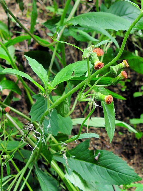 �B �x�j�o�i�{���M�N�@�����p�@�@���s�s�@�啶���R�@�@Photo by Kohyuh�@2004/10/11