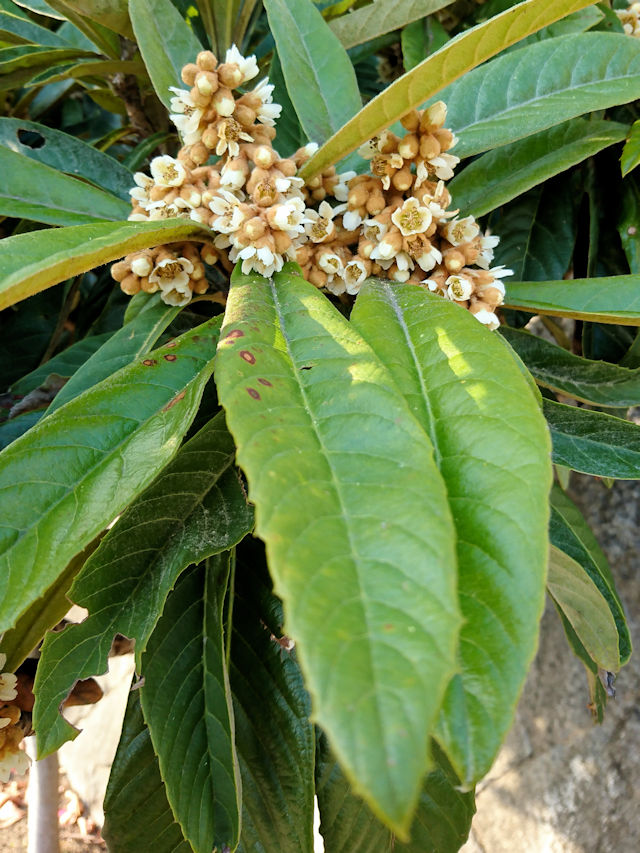 �r���@�t�p�@�D����@�����s�@2018/12/01�@Photo by Kohyuh