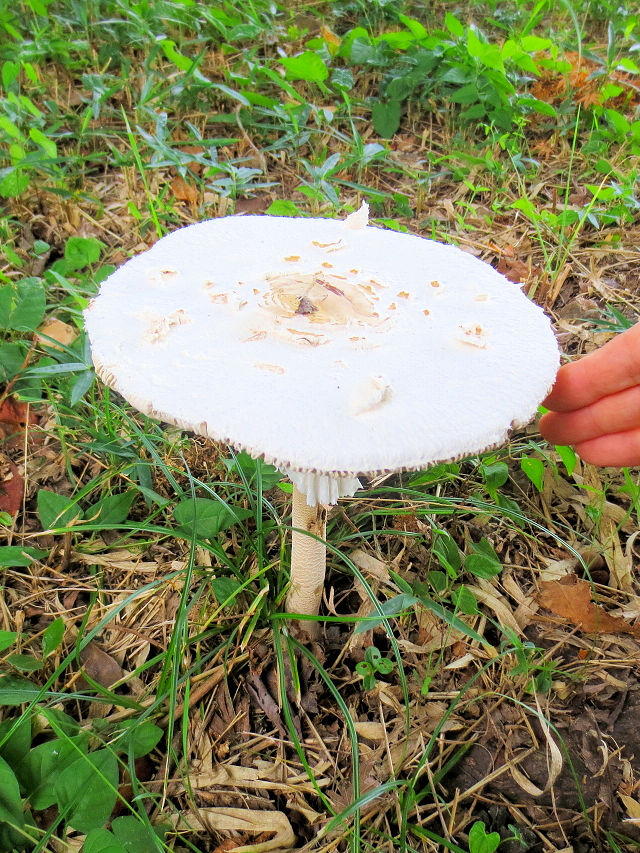 �h�N�c���^�P�i�Q��-2�j�@���p���߂��@�����s�@Photo by Kohyuh�@2014/10/04