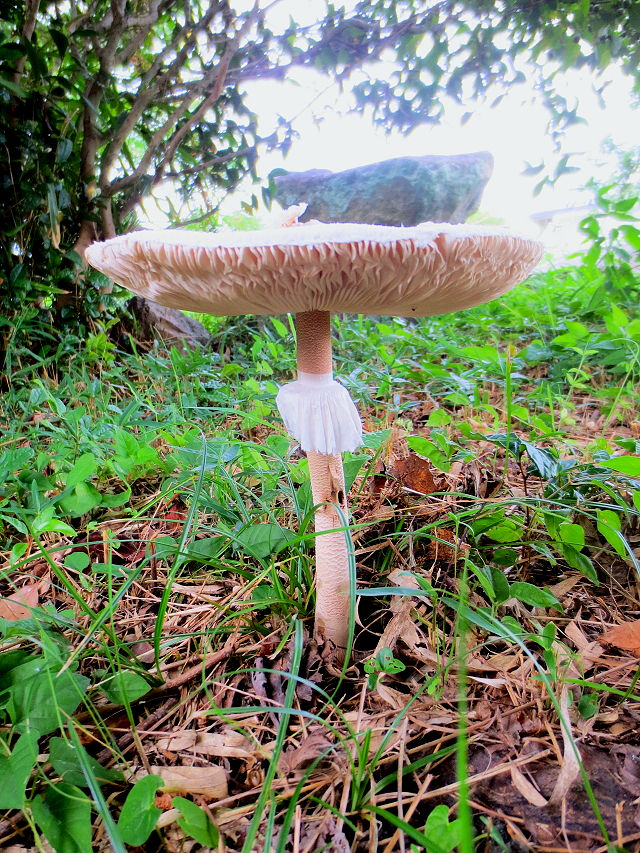 �h�N�c���^�P�i�Q��-1�j�@���p���߂��@�����s�@Photo by Kohyuh�@2014/10/04