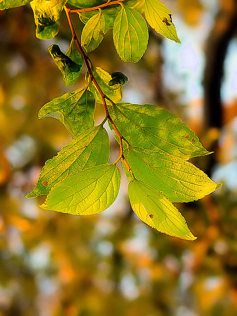 A エノキ 葉姿 八幡市 背割堤 Photo by Kohyuh 2007/11/17 A エノキ 葉姿 八幡市 背割堤 Photo by Kohyuh 2007/11/17