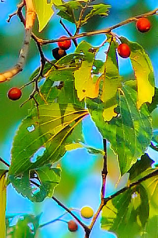 C エノキ 実姿 八幡市 背割堤 Photo by Kohyuh 2007/11/17