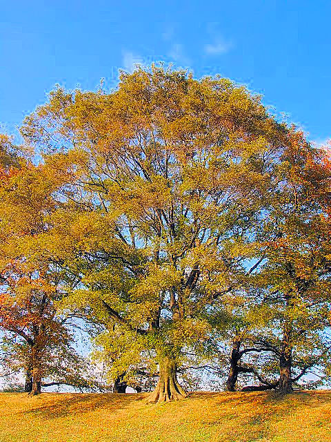 @ エノキ 立ち姿 八幡市 背割堤 Photo by Kohyuh 2007/11/17 @ エノキ 立ち姿 八幡市 背割堤 Photo by Kohyuh 2007/11/17