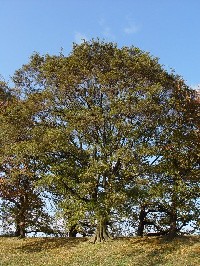 �s�G�m�L�t�@�N���b�N�Ŋg�傷��