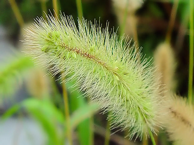A エノコログサ 花姿 八幡市 大谷川 Photo by Kohyuh 2004/09/24 A エノコログサ 花姿 八幡市 大谷川 Photo by Kohyuh 2004/09/24