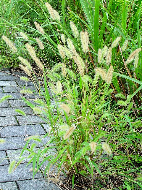 @ エノコログサ 立ち姿 八幡市 大谷川 Photo by Kohyuh 2004/09/24 @ エノコログサ 立ち姿 八幡市 大谷川 Photo by Kohyuh 2004/09/24