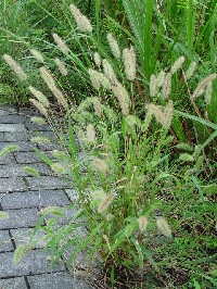 《エノコログサ》　写真はクリックで拡大する