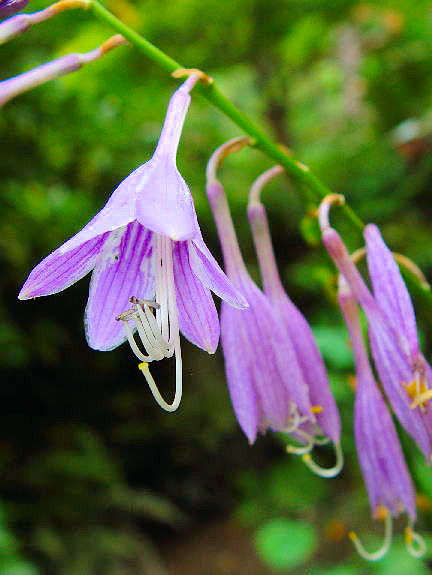 ギボウシ (花姿) 浄瑠璃寺近郊 2004/09/19 Photo by Kohyuh ギボウシ (花姿) 浄瑠璃寺近郊 2004/09/19 Photo by Kohyuh