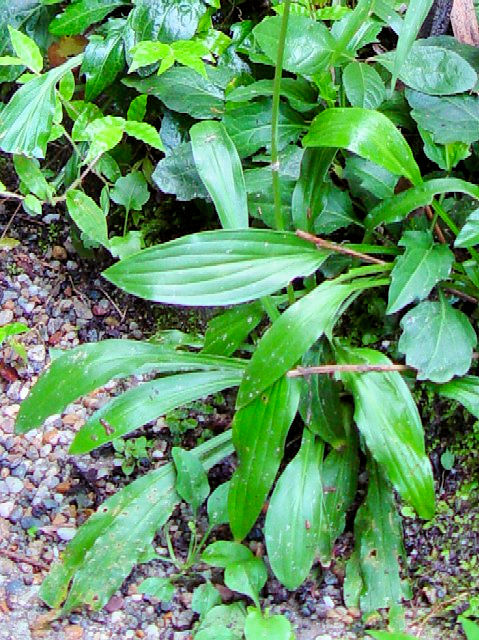 A ギボウシ (葉姿) 浄瑠璃寺近郊 2004/09/19 Photo by Kohyuh A ギボウシ (葉姿) 浄瑠璃寺近郊 2004/09/19 Photo by Kohyuh