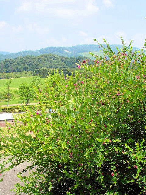 B ヤマハギ 宇治市 太陽が丘 2007/08/06 Photo by Kohyuh