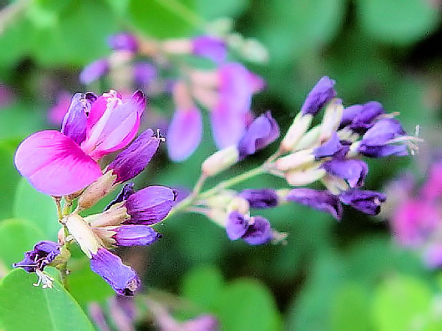 A ヤマハギ 宇治市 太陽が丘 2007/08/06 Photo by Kohyuh