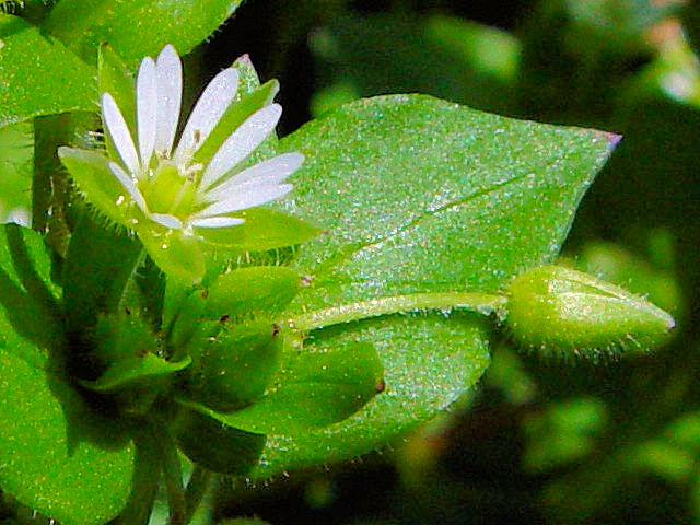 A ハコベ 花姿 京都府井手町 地蔵禅院 2004/03/28 Photo by Kohyuh A ハコベ 花姿 京都府井手町 地蔵禅院 2004/03/28 Photo by Kohyuh