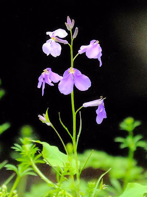 @ ショカツサイ (ハナダイコン) 花姿 京都府立植物園 京都市 2004/04/18 Photo by Kohyuh @ ショカツサイ (ハナダイコン) 花姿 京都府立植物園 京都市 2004/04/18 Photo by Kohyuh