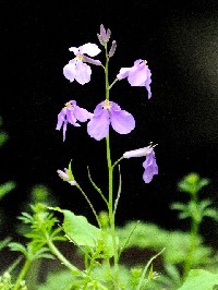 �s�V���J�c�T�C �i�n�i�_�C�R���j�t�@�ʐ^�̓N���b�N�Ŋg�傷��