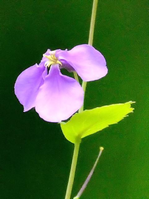 A ショカツサイ (ハナダイコン) 花姿 京都府立植物園 京都市 2004/04/18 Photo by Kohyuh A ショカツサイ (ハナダイコン) 花姿 京都府立植物園 京都市 2004/04/18 Photo by Kohyuh