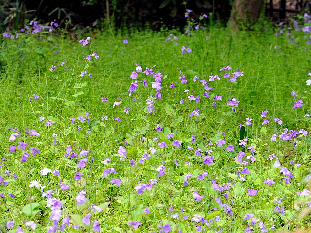 B ショカツサイ (ハナダイコン) 群生姿 京都府立植物園 京都市 2004/04/18 Photo by Kohyuh B ショカツサイ (ハナダイコン) 群生姿 京都府立植物園 京都市 2004/04/18 Photo by Kohyuh