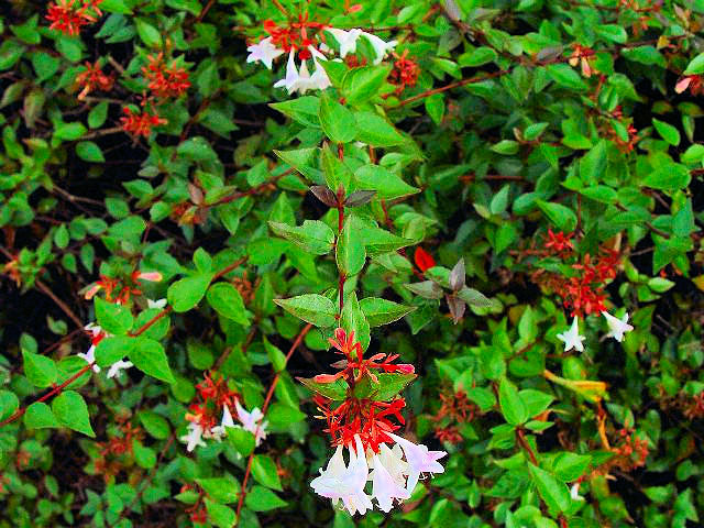 A ハナツクバネウツギ 葉姿 神戸市 しあわせの村 2007/10/13 Photo by Kohyuh