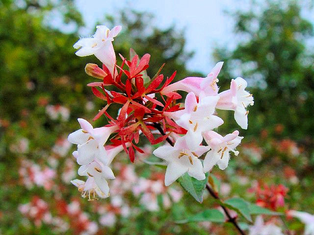 @ ハナツクバネウツギ 花姿 神戸市 しあわせの村 2007/10/13 Photo by Kohyuh