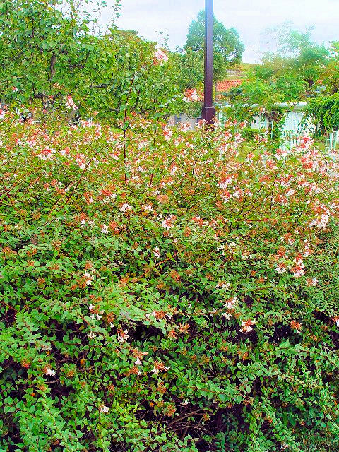 B ハナツクバネウツギ 立ち姿 神戸市 しあわせの村 2007/10/13 Photo by Kohyuh